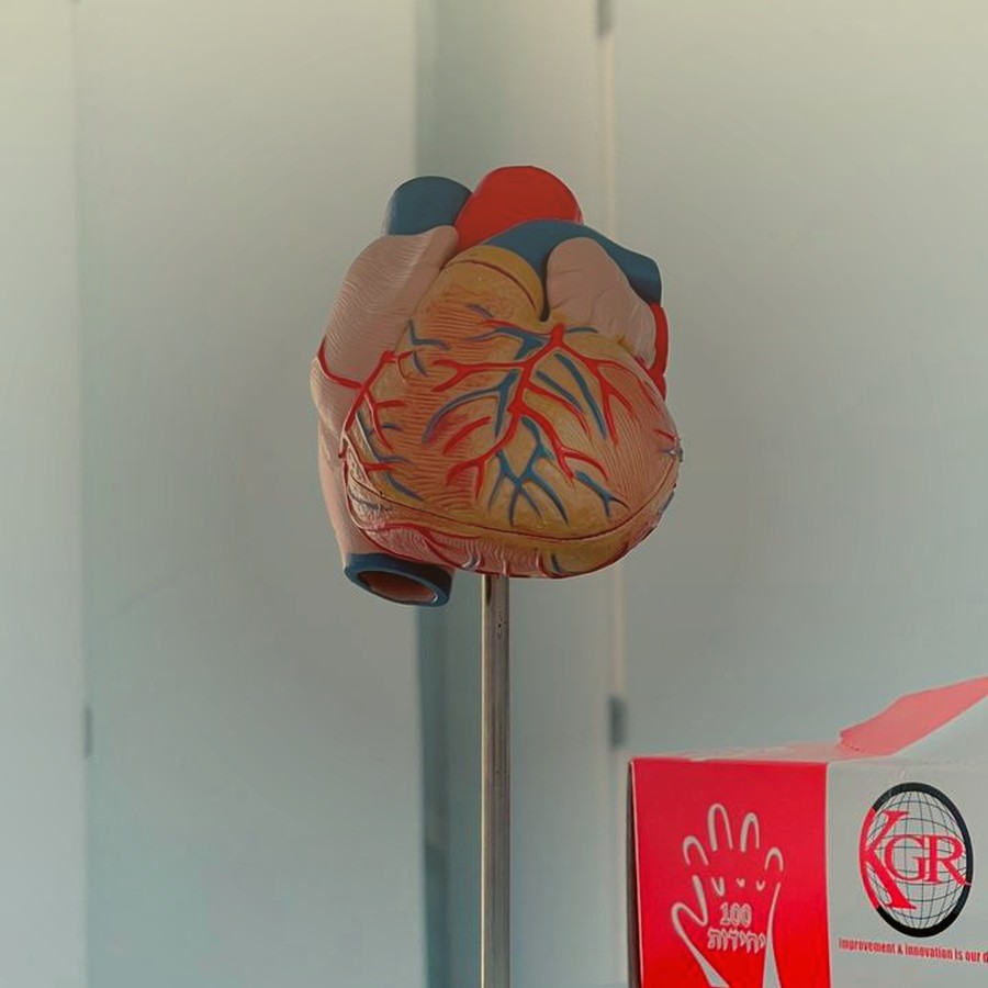 Anatomical heart