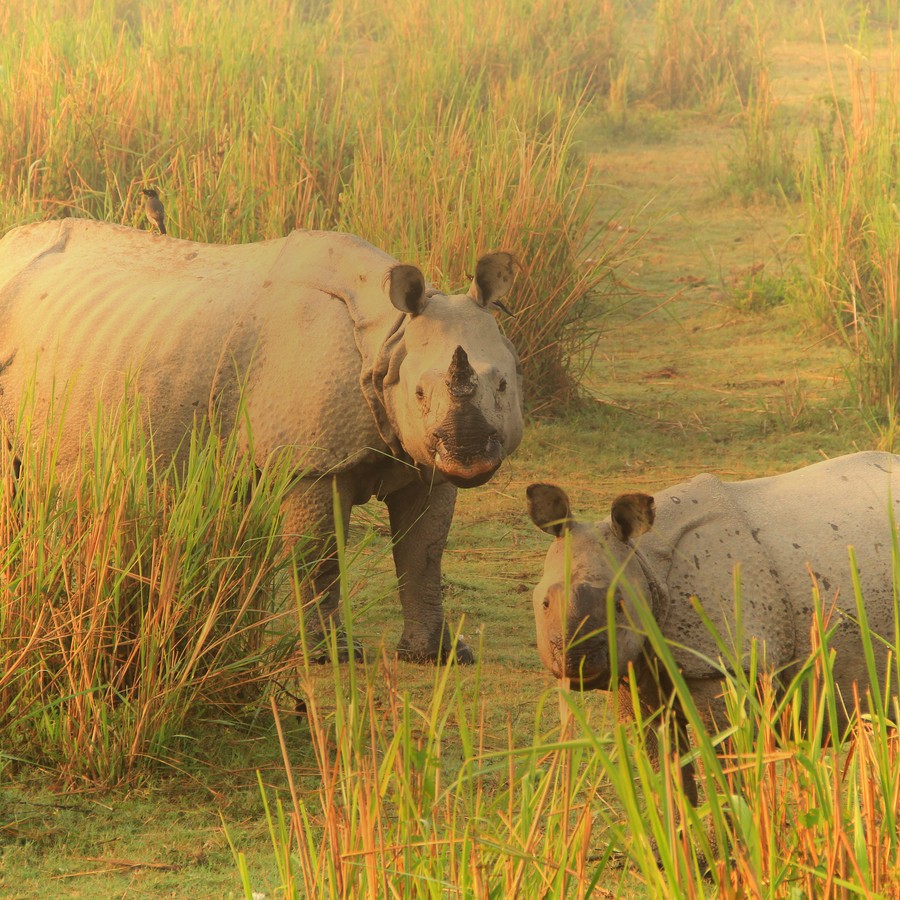 Mother and baby in tall grass