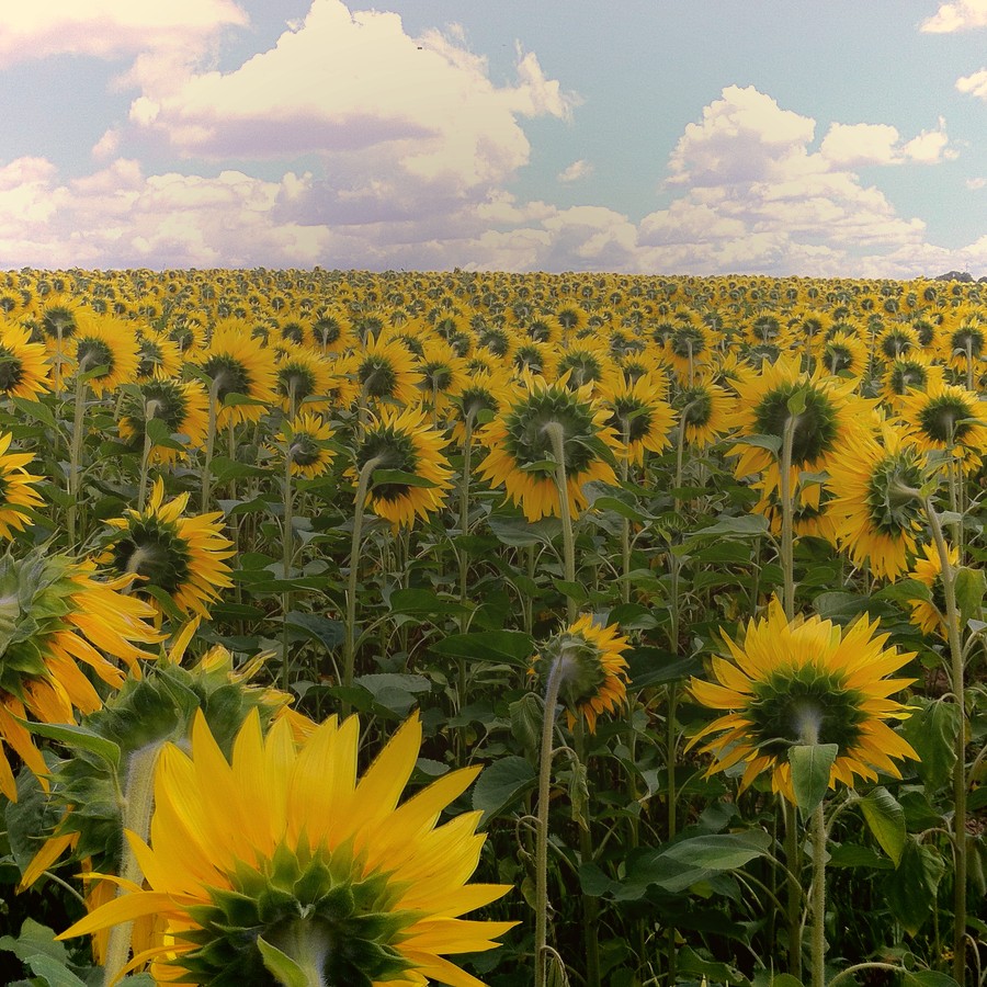 Sunflower field at golden hour